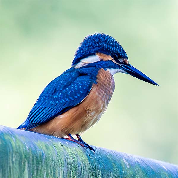 Vogelwelt