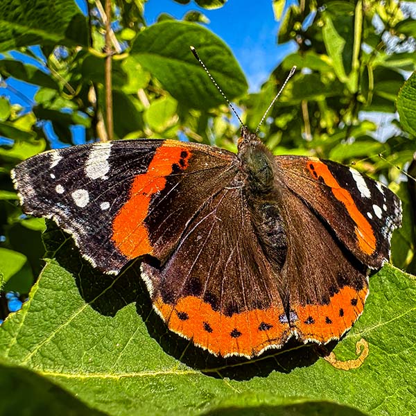 Insekten