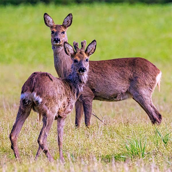 Wildtiere