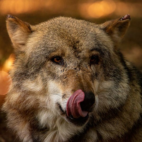 Wolfcenter Dörverden
