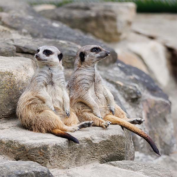 Zoo Münster