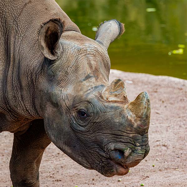 Zoo Hannover