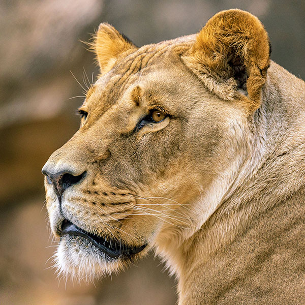 Zoo Dresden